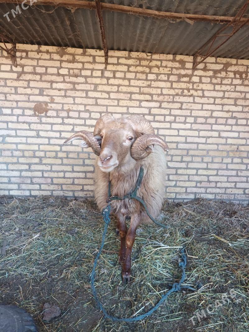 goç - Чарджоу - img 1