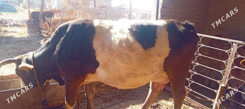 Sygyr - Babadaýhan - img 1