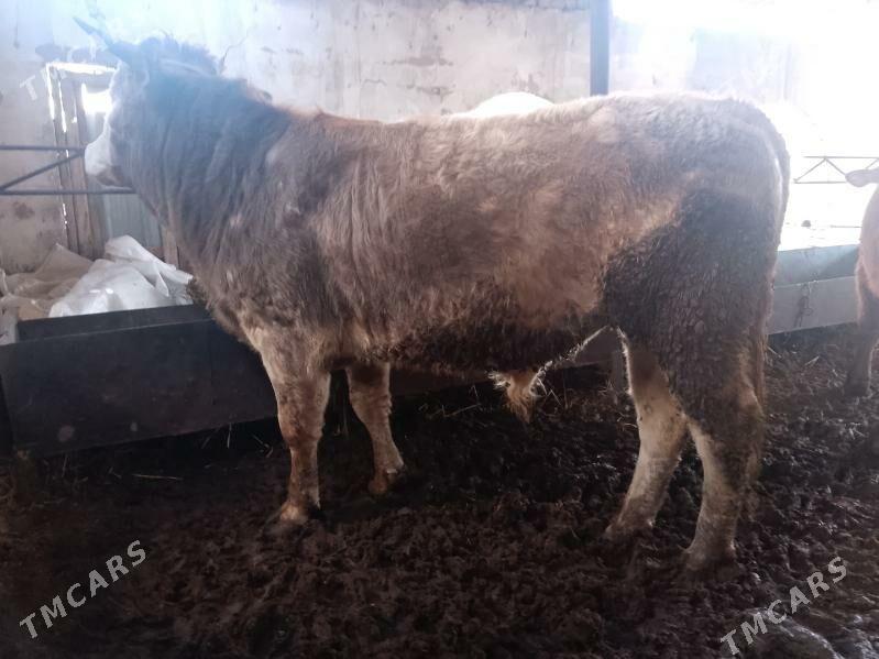 okuz - Türkmenabat - img 1