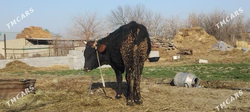 Økûz - Bäherden - img 1