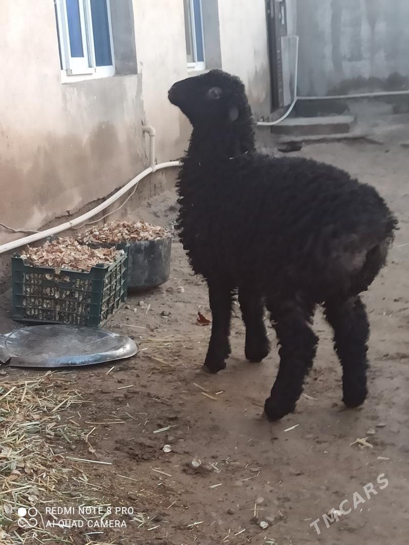 tokly - Tejen - img 1