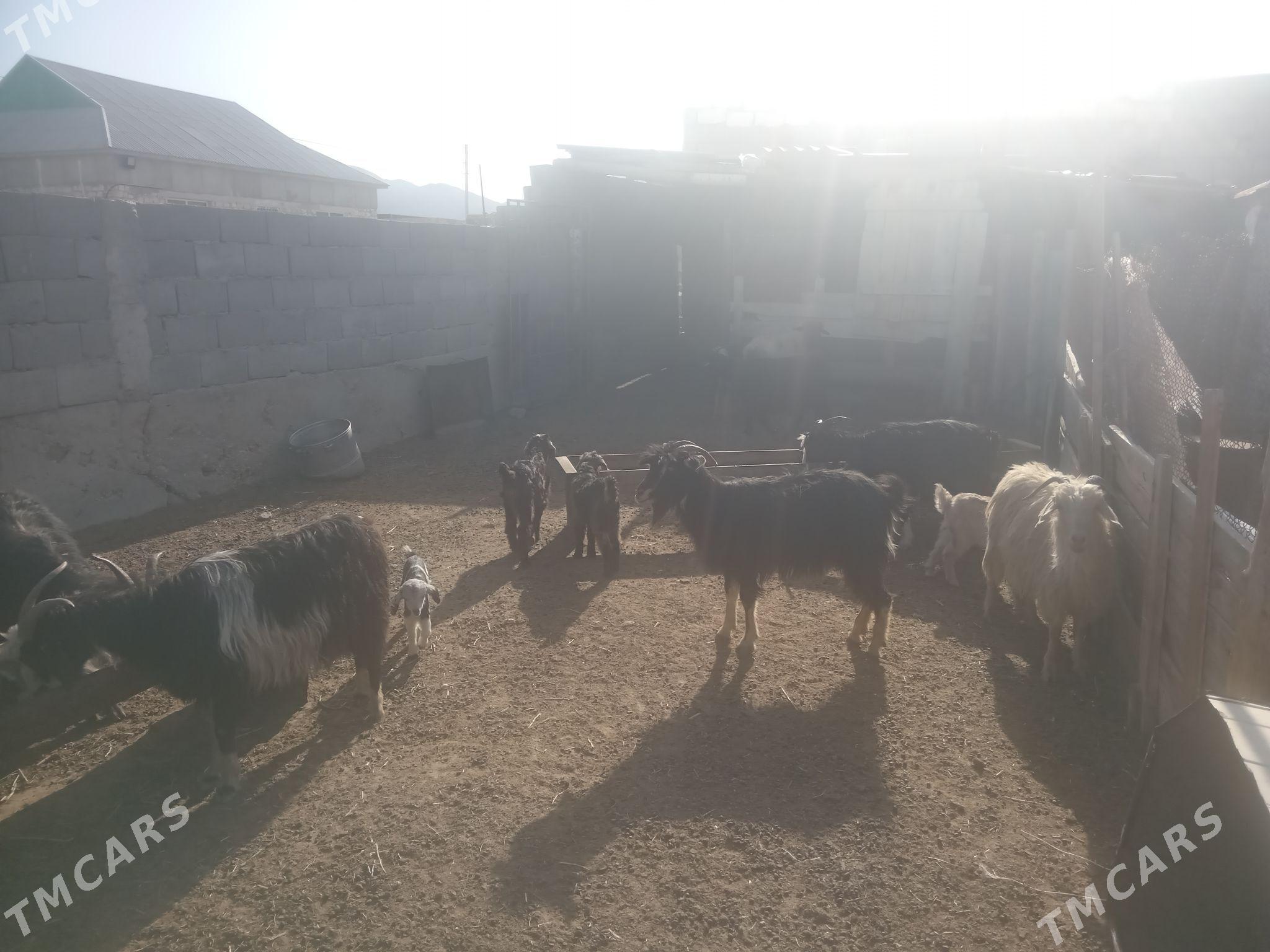 Owlakly geci - Балканабат - img 1