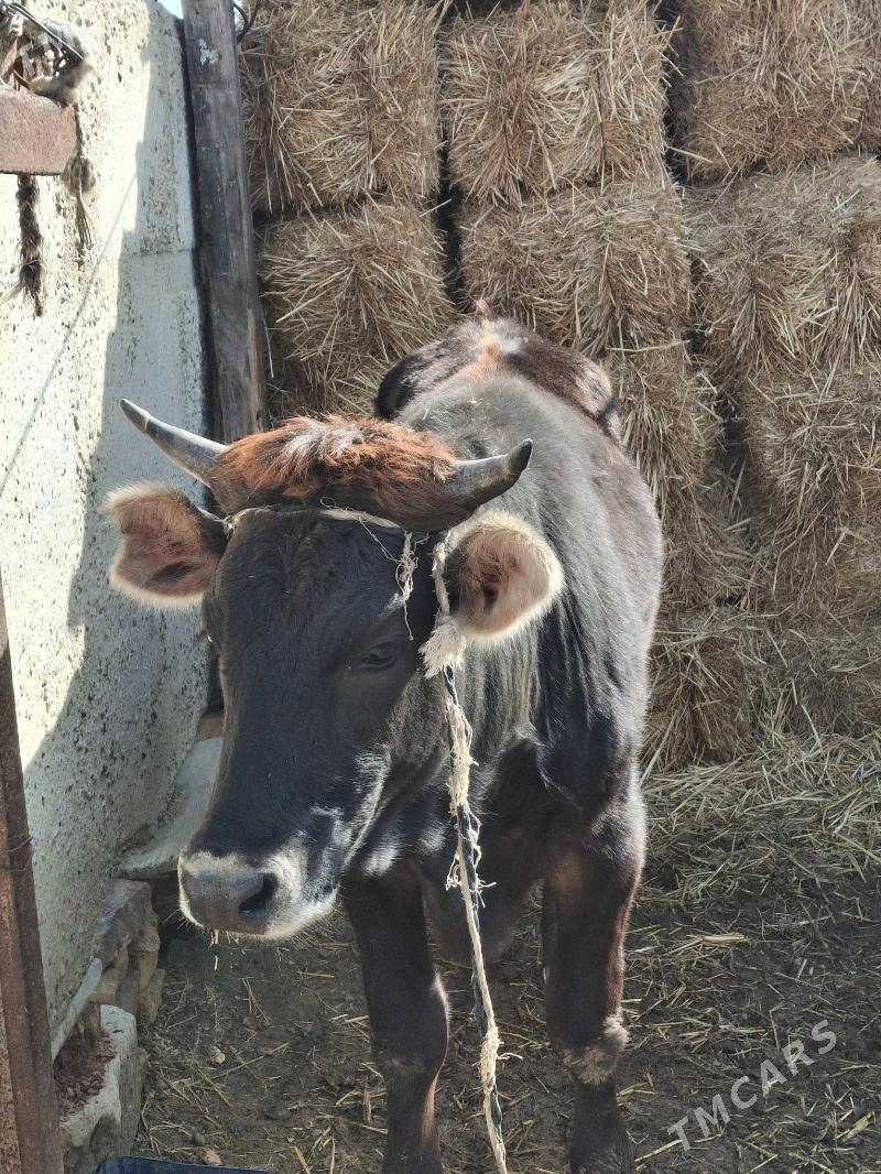 Sygyr (gaçar) - Берекет - img 1