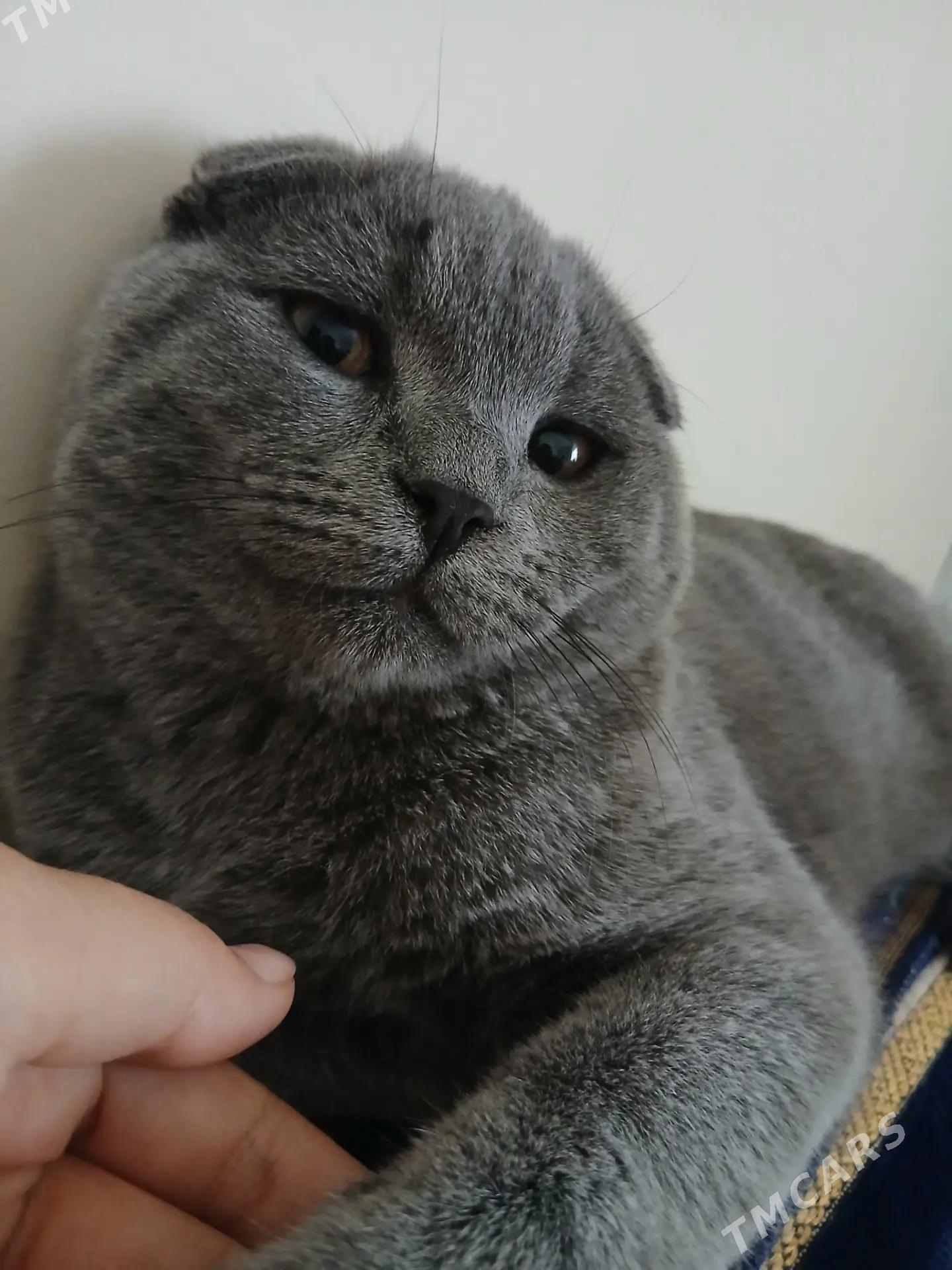 кошка на вязку мальчик - Türkmenabat - img 1