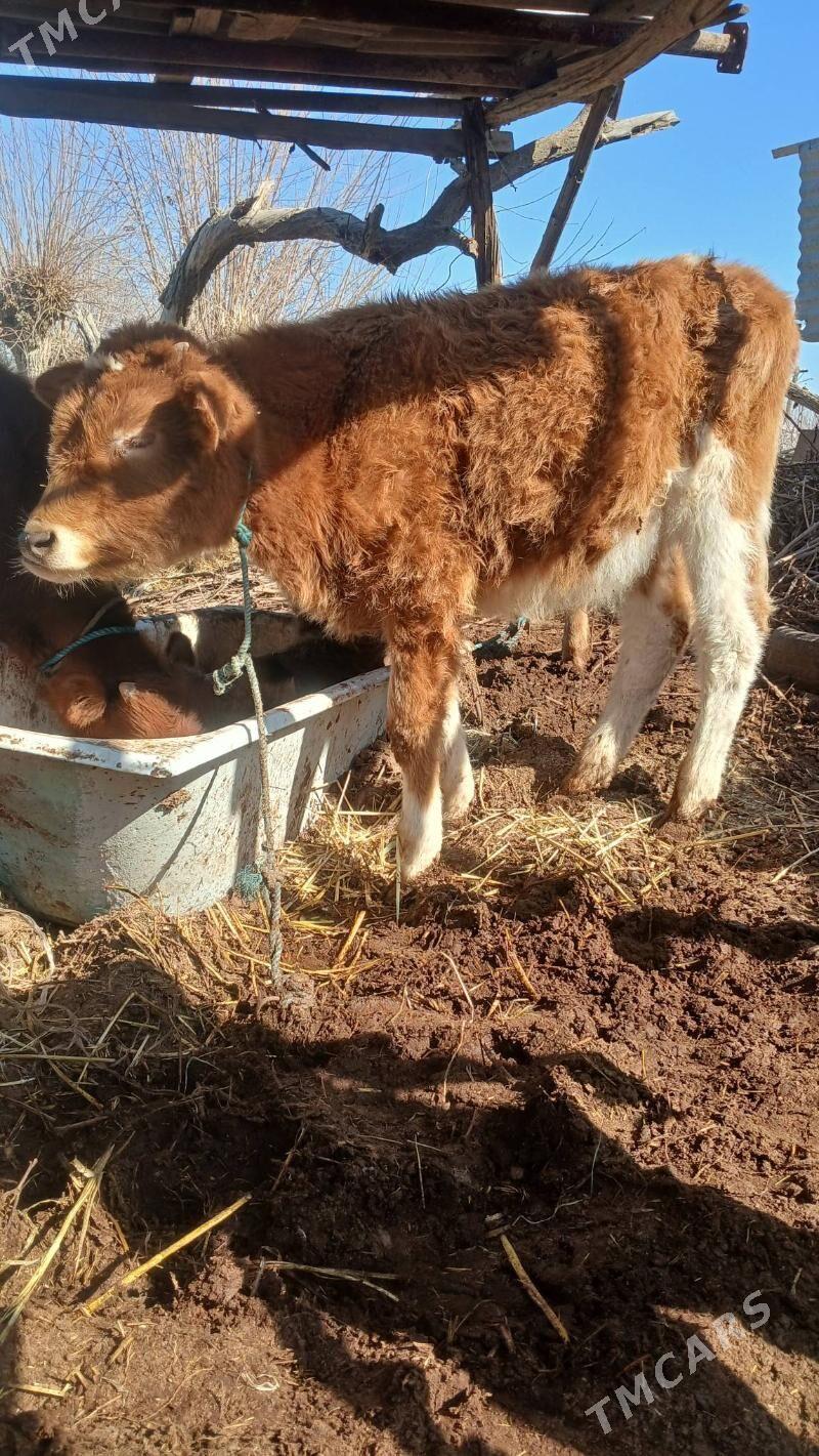 Okuzceler - Çärjew - img 1