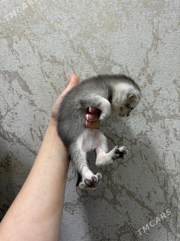 pisik - 1 mkr - img 1