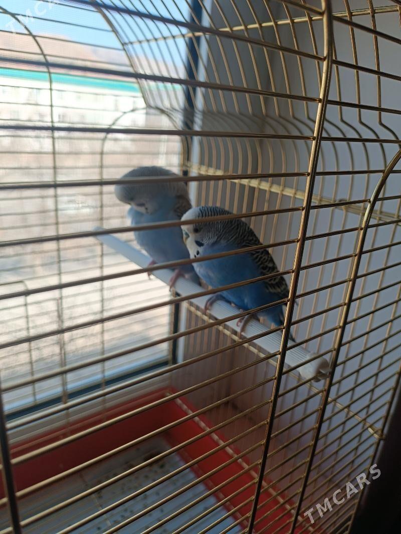 Попугаи - Balkanabat - img 1