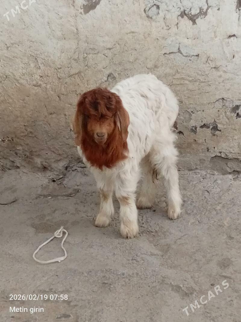 Owlak - Gökdepe - img 1