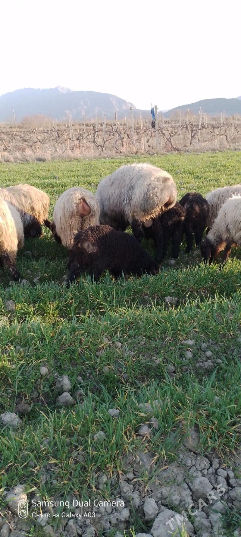 oweç goyun bakylan - Gökdepe - img 1