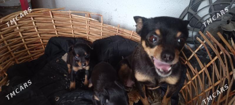 той тирйе - Aşgabat - img 1