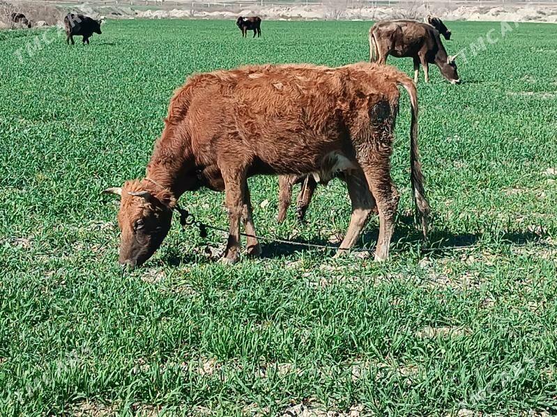 Göleli Sygyr - Бахарден - img 1