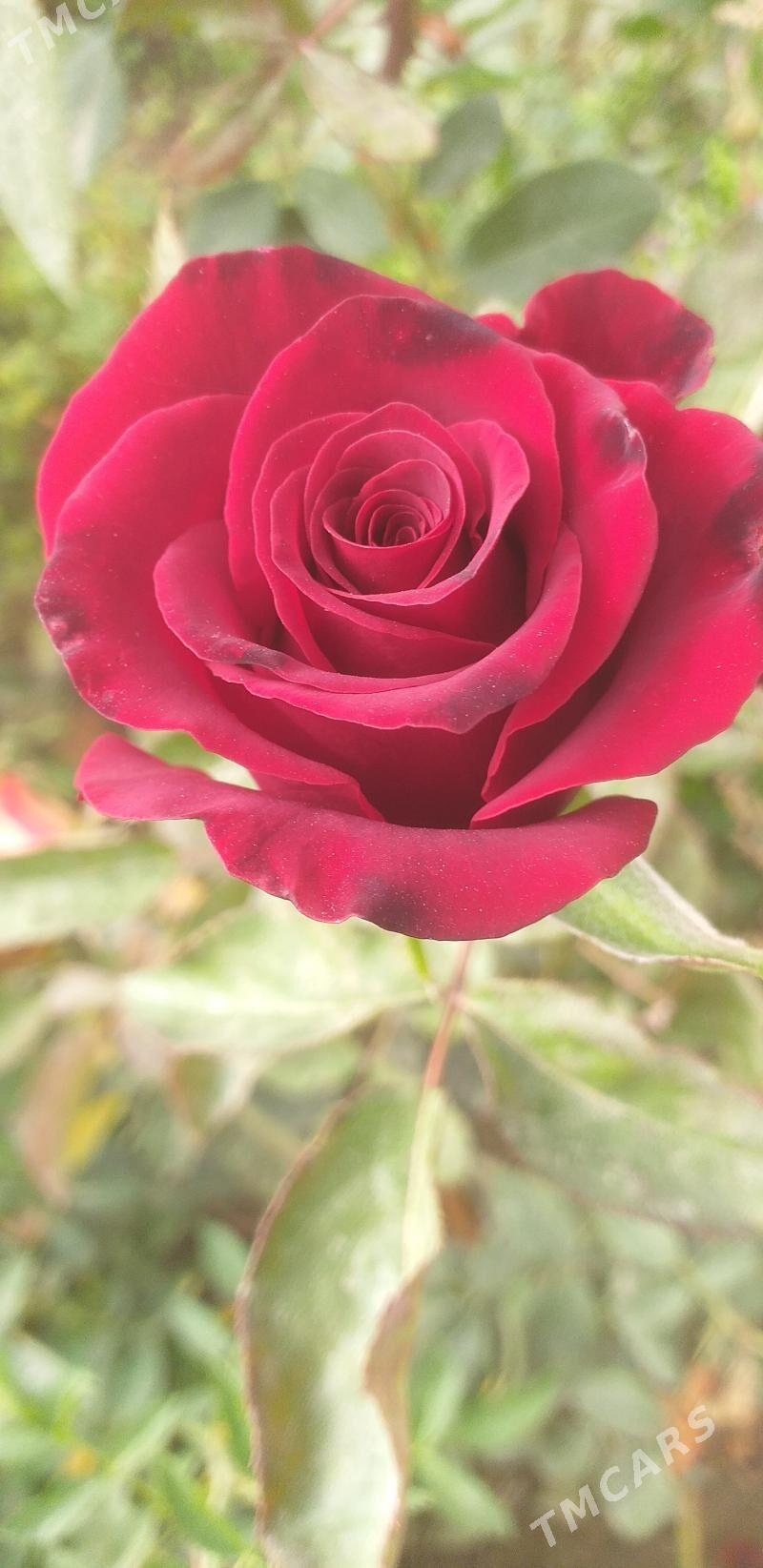 gul - Шабатский этрап - img 1