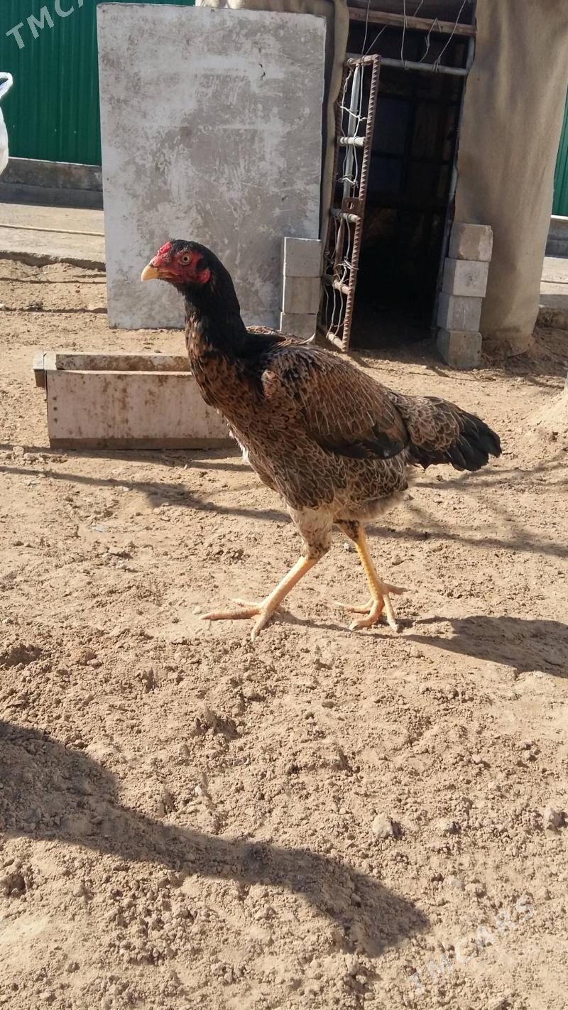 Taşgent mäki - Täze zaman - img 1