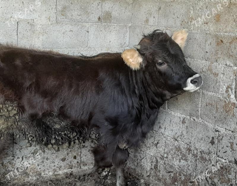 Tohum tuwe - Bagyr - img 1