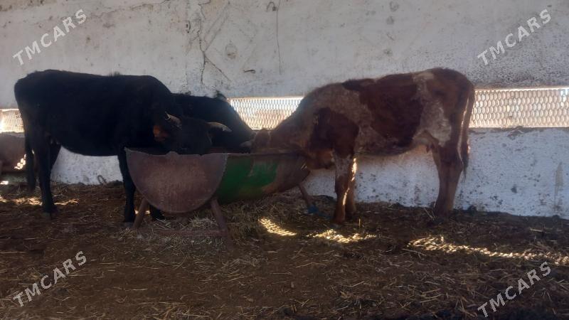 bogoz.okuz - Mary - img 1