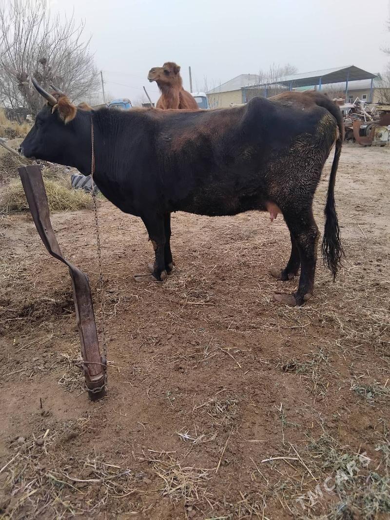 Göleli sygyr - Теджен - img 1