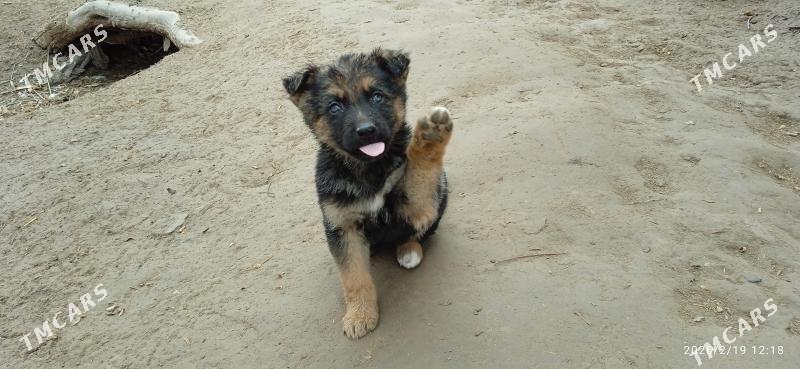 Awçarka - Gurbansoltan Eje - img 1