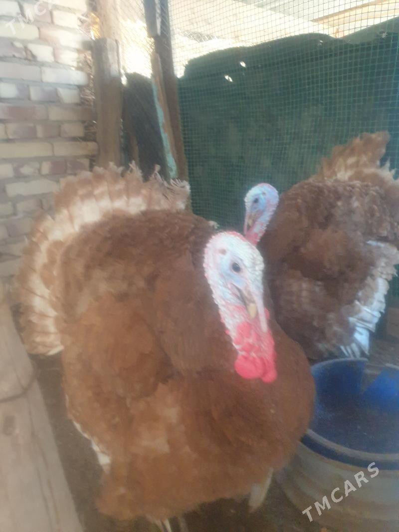 Indyuk - Saýat - img 1