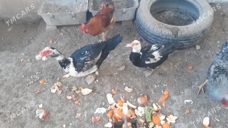 мусгус ордек - Туркменабат - img 1