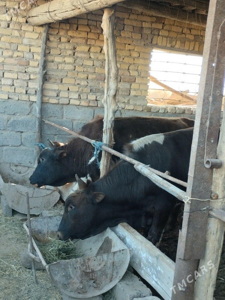 Okuzler - Türkmenabat - img 1