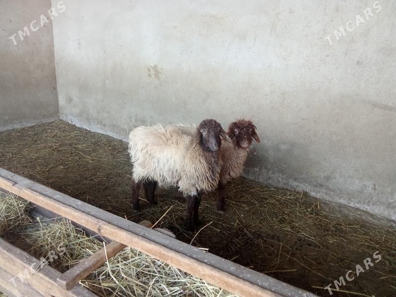 tokly - Bäherden - img 1