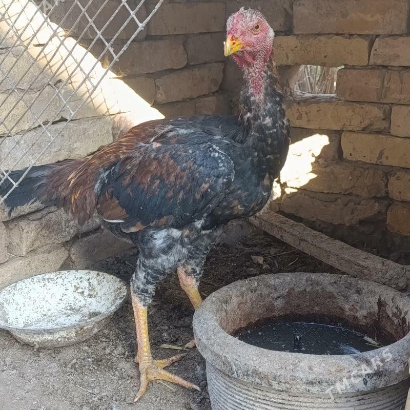 juje - Çärjew - img 1