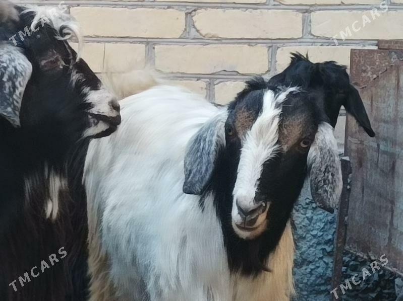 Geci cebis - Дянев - img 1