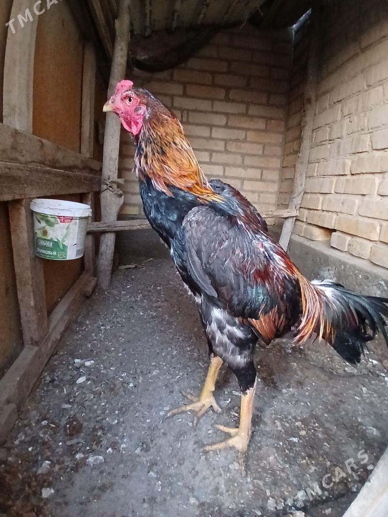 baysok - Чарджоу - img 1