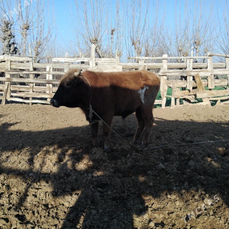 öküz - Babadaýhan - img 1