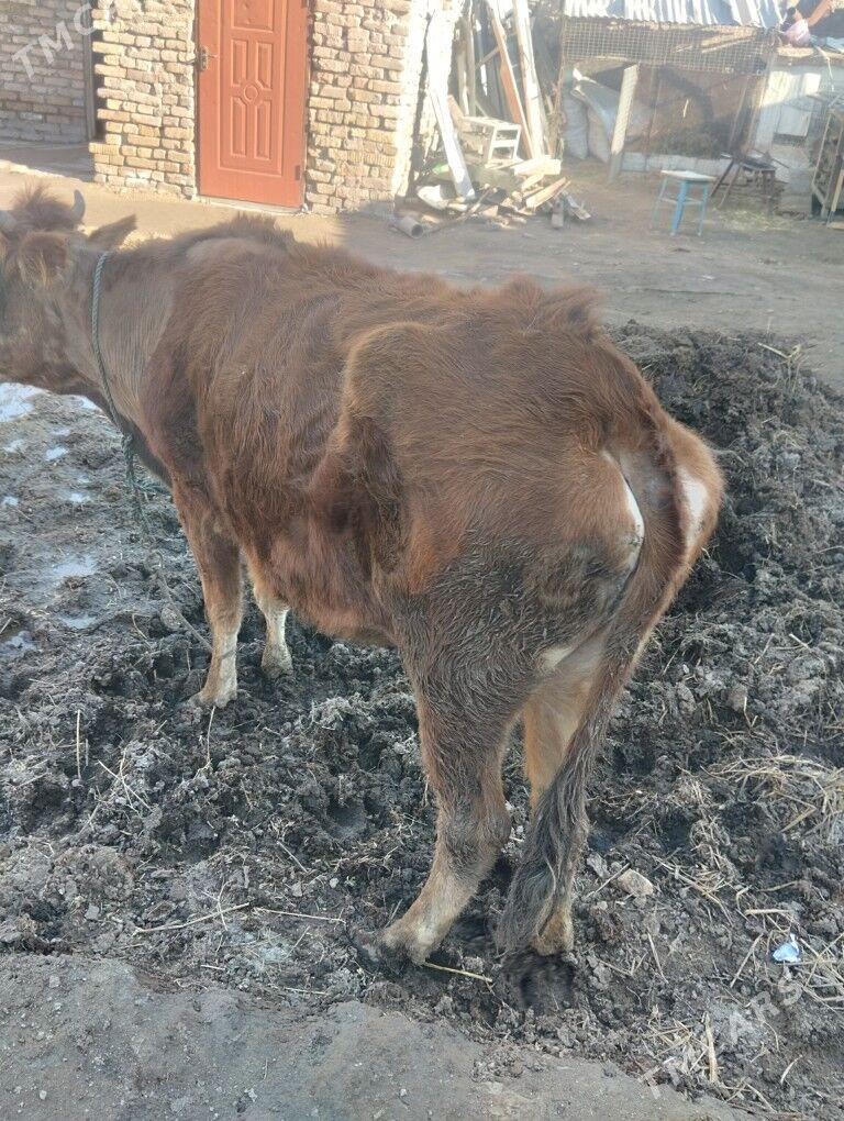 sygyr - Туркменабат - img 1