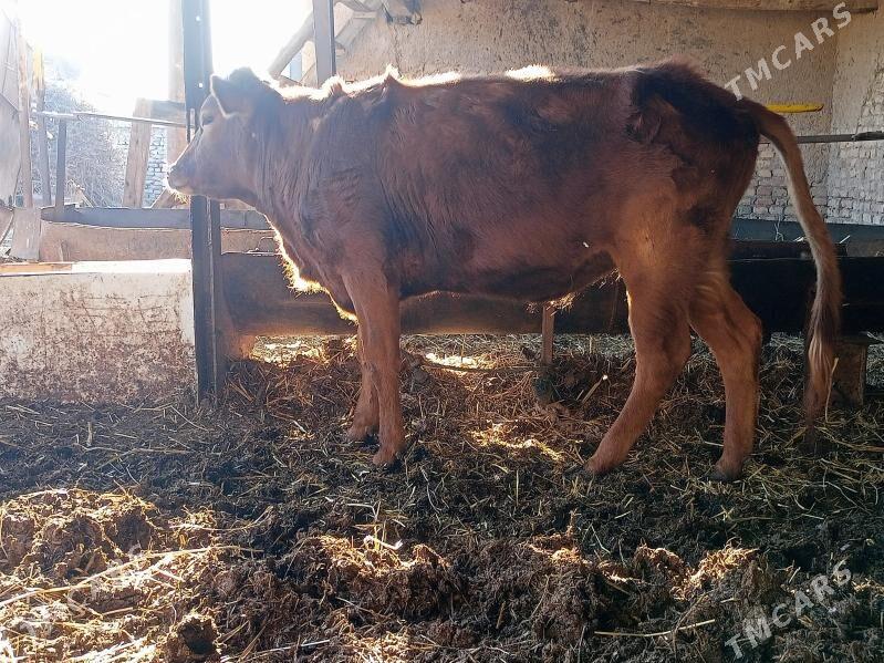 unajyn - Чарджоу - img 1