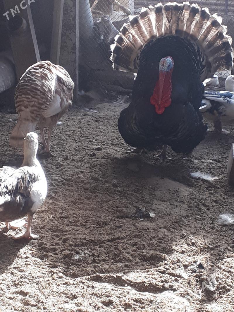 Indýuk - Gumdag - img 1