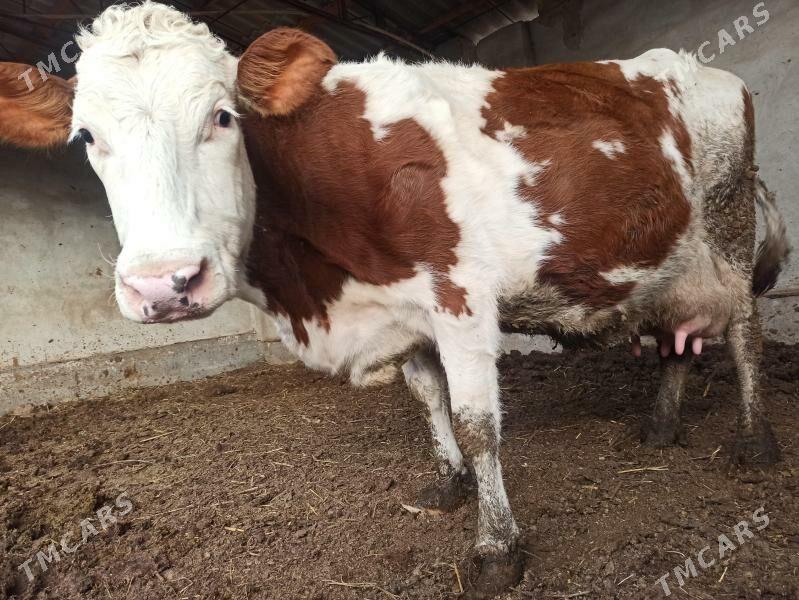 ARASSA SMENTAL INEK - Türkmenabat - img 1