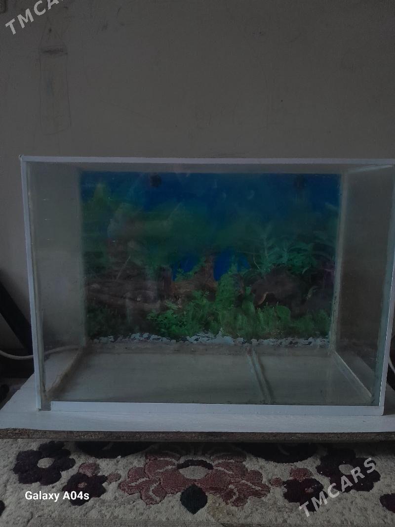 akwaryum - Ашхабад - img 1