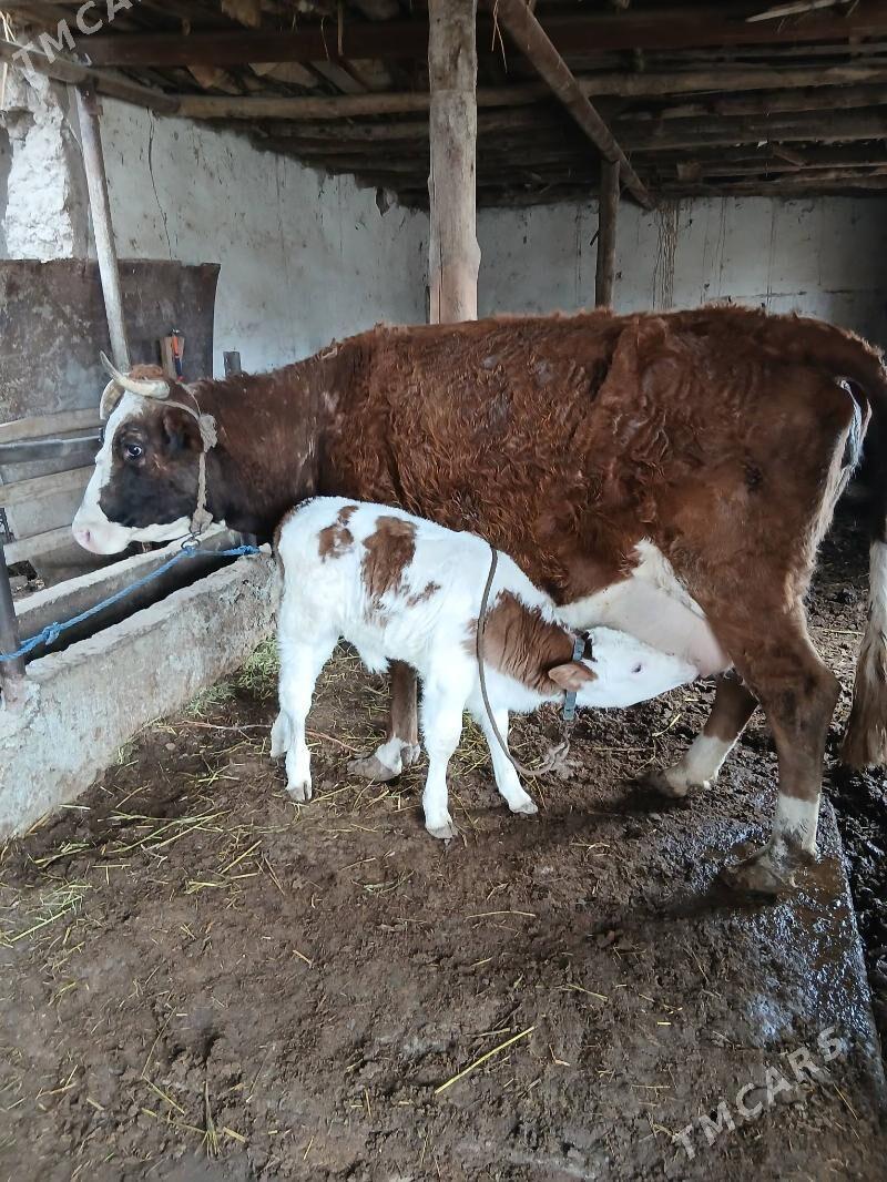 Sygyr - Şabat etr. - img 1