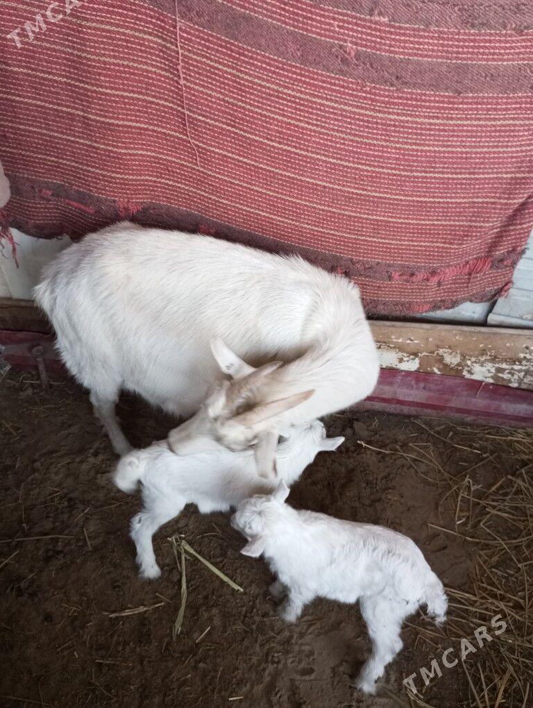 zanen paroda geci - Туркменабат - img 1