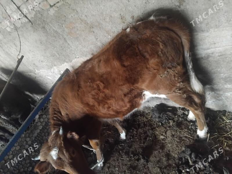 gacar tuwe - Берекет - img 1