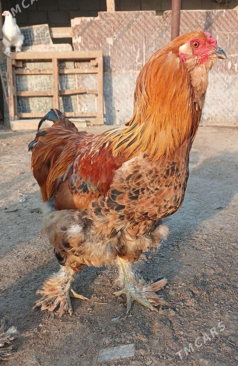 horaz - Херрикгала - img 1