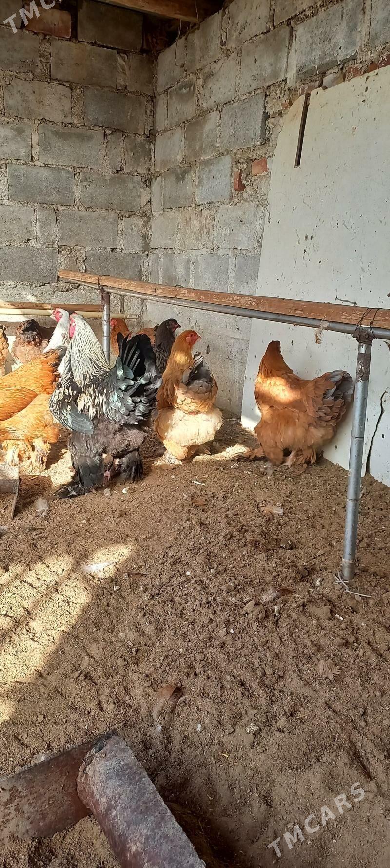 Towuk - Гумдаг - img 1