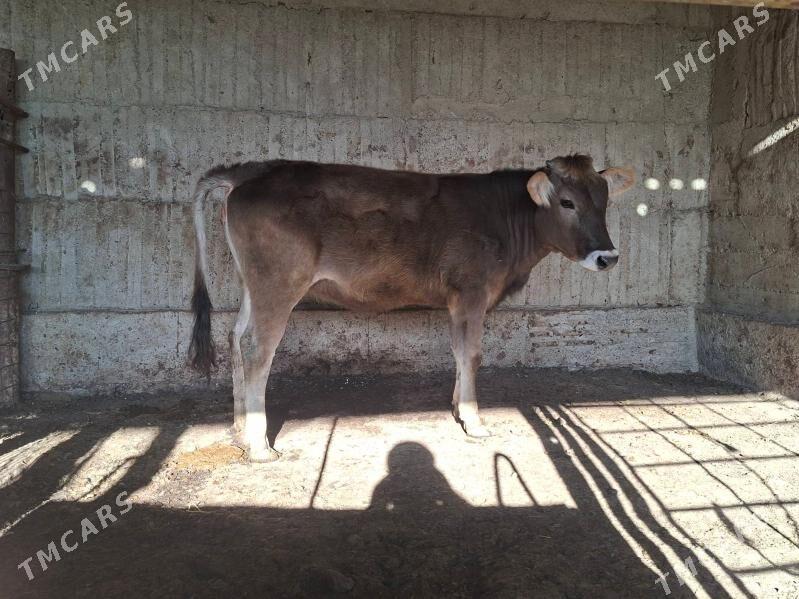 tuwe - Гёкдепе - img 1