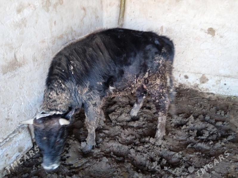 Okuz - Babadaýhan - img 1