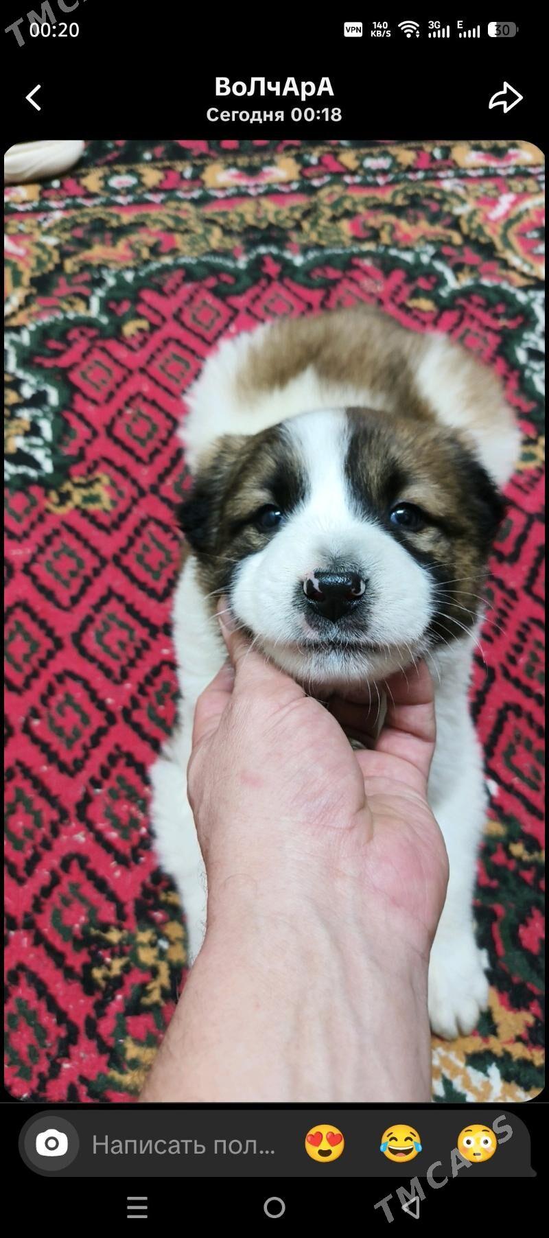 Алабай Щенок - Büzmeýin - img 1