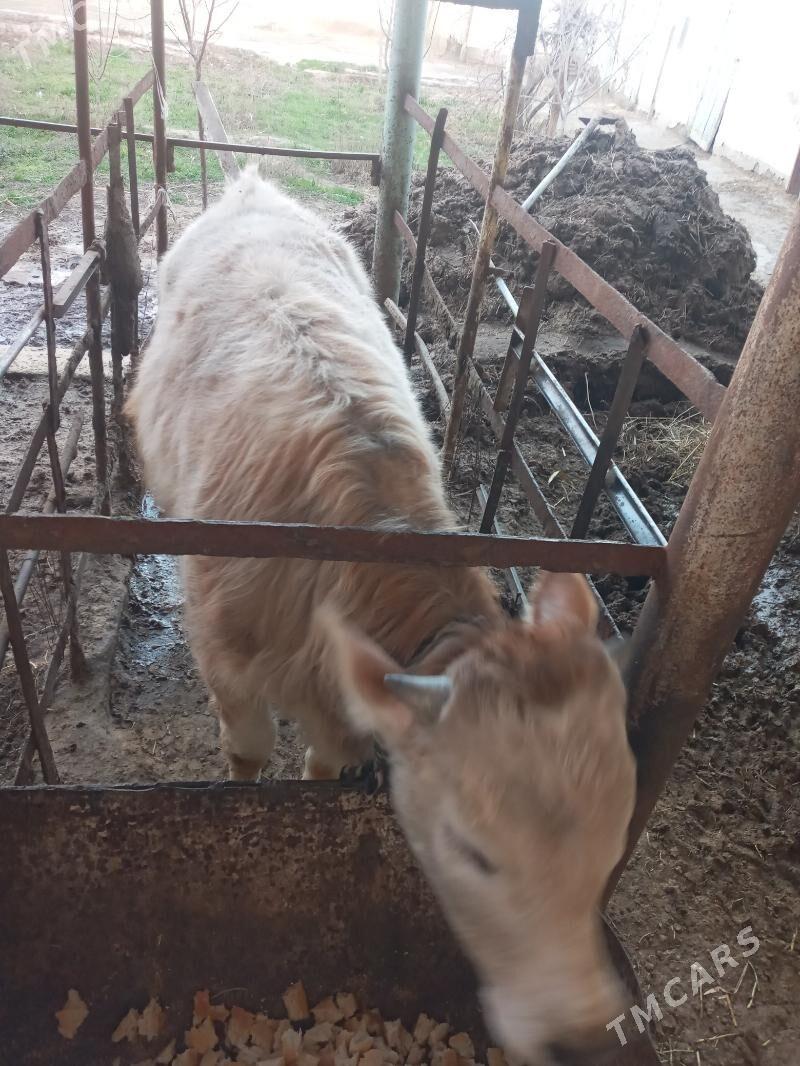 Ökuzce - Бахарден - img 1