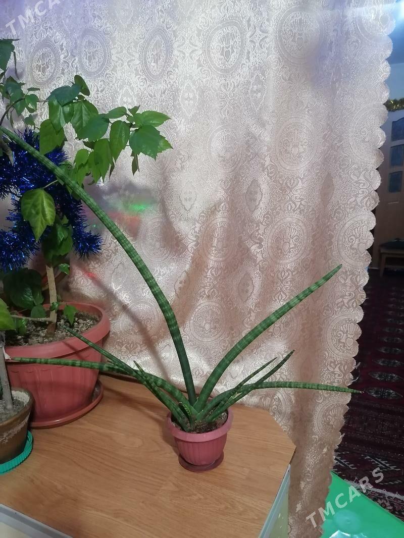 сансевиерия цилиндр - Ашхабад - img 1