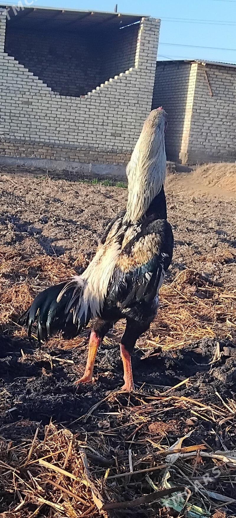 baysow2 - Сейди - img 1