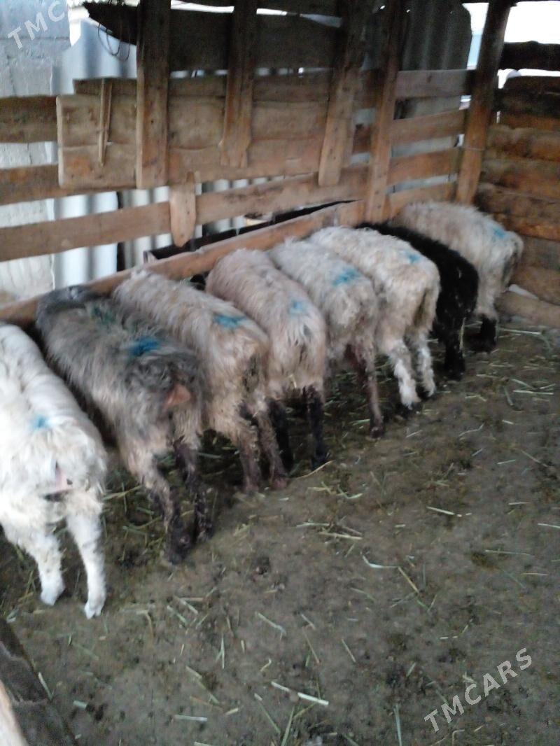 tokly işek - Gökdepe - img 1