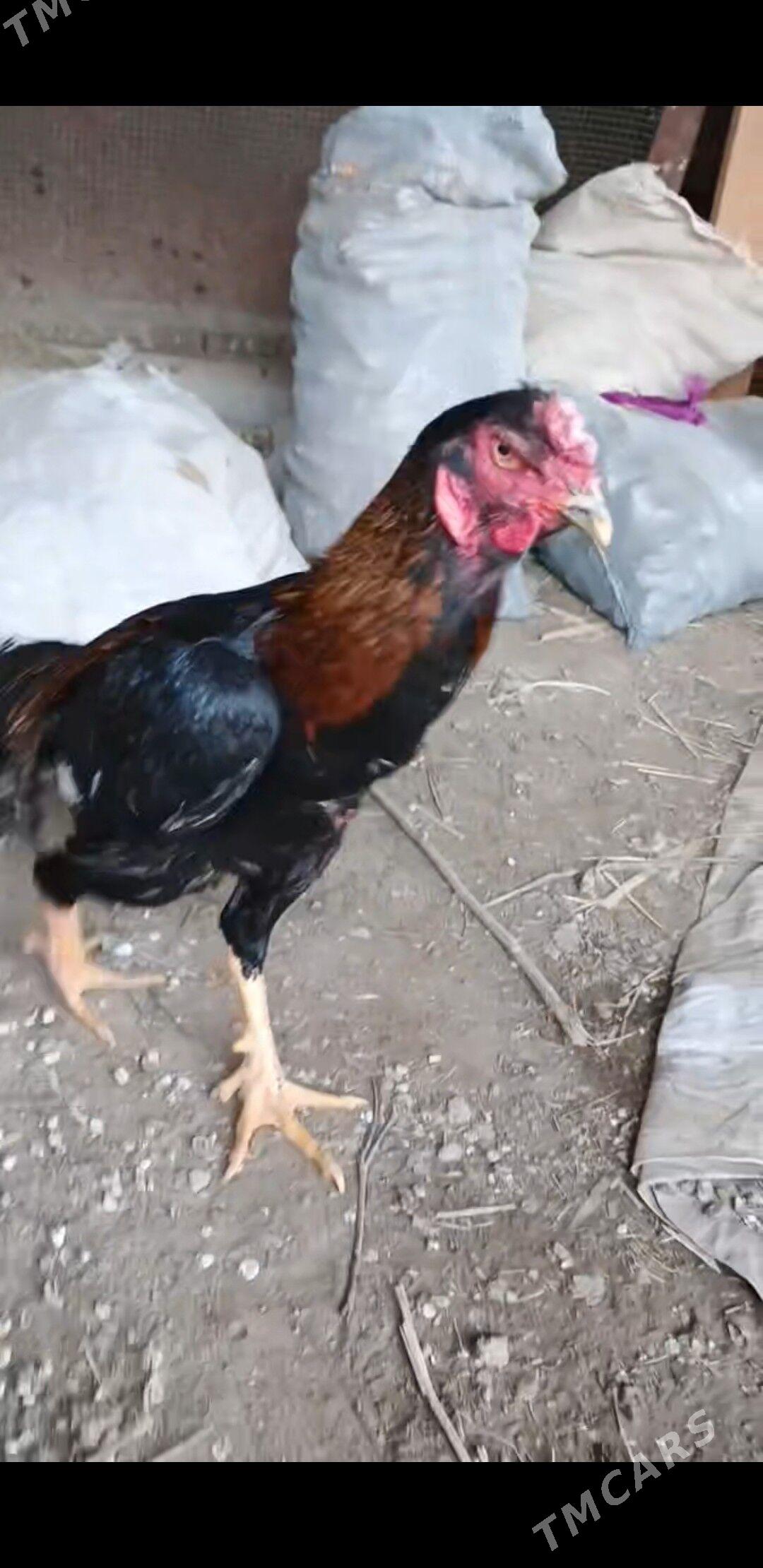 Horaz - Halaç - img 1