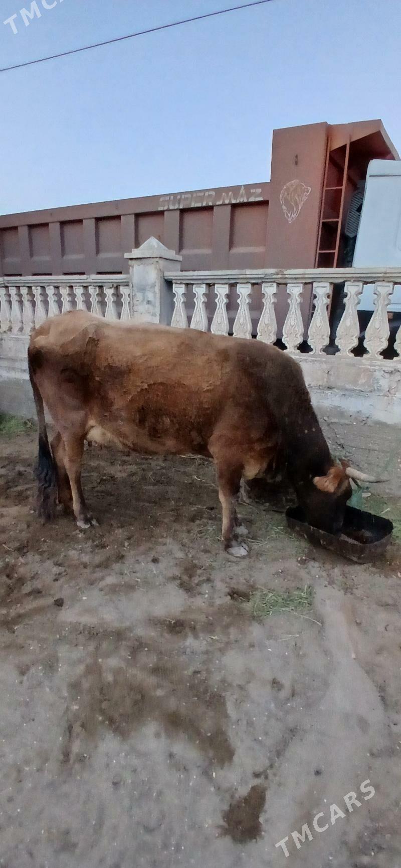 tanaly sygyr - Гумдаг - img 1