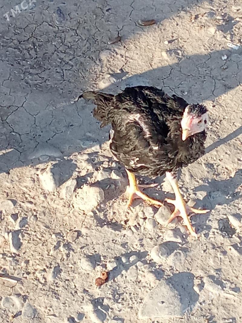 Towuk - Ýaşlyk - img 1