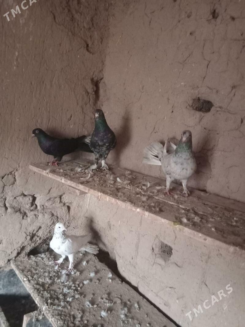 Bakynysky kepderi - Murgap - img 1